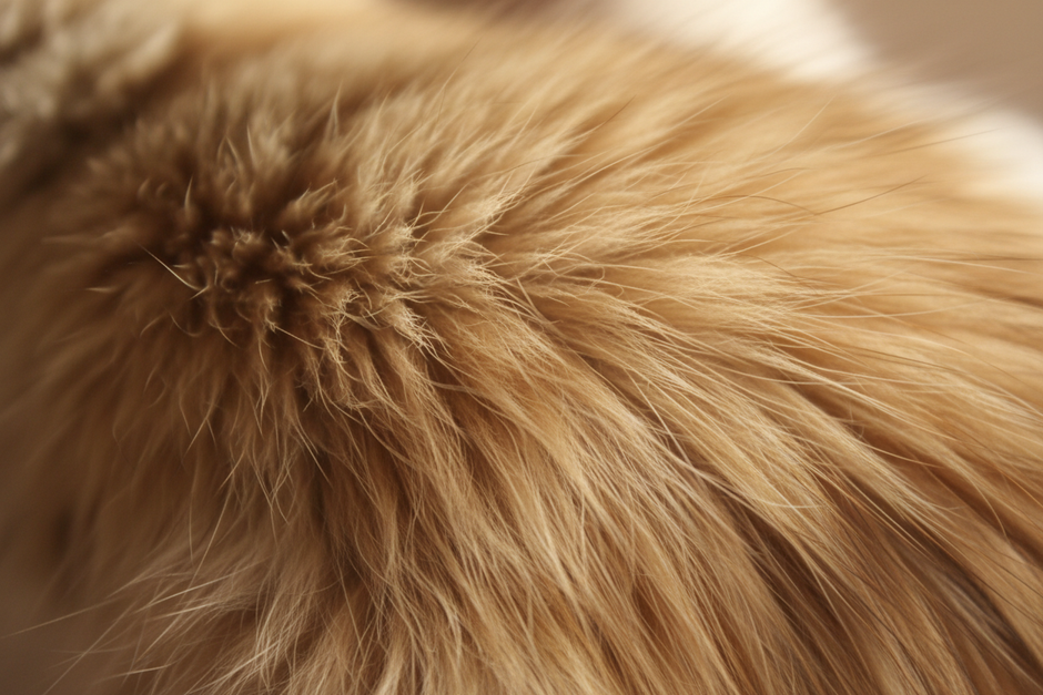cat hair